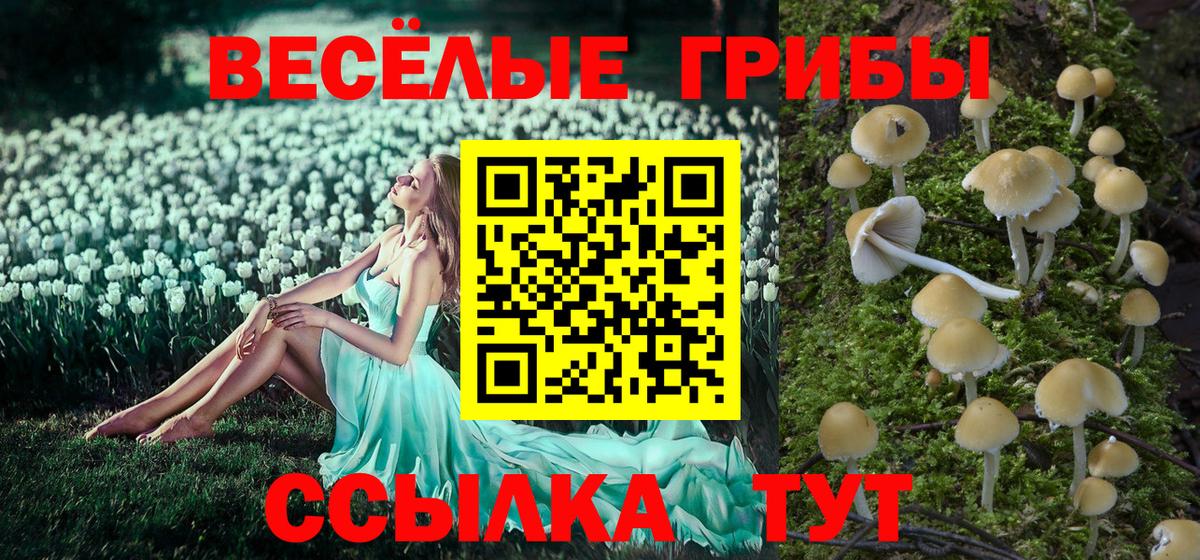 Псилоцибиновые грибы Psilocybe Горно-Алтайск